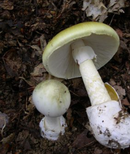 Mushrooms