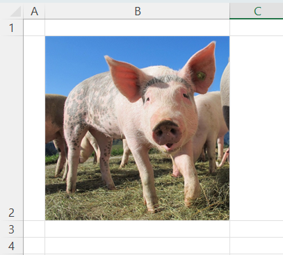 Adjusting the image size Adjusting the image size