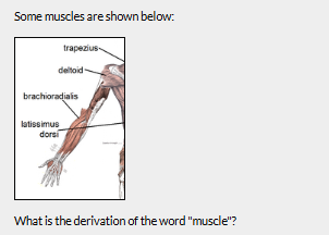Muscle diagram