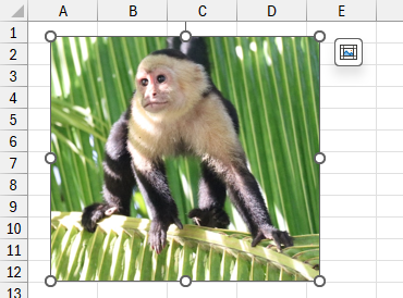 A pciture inserted into a Microsoft Excel worksheet