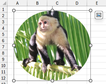 A picture cropped to an ellipse shape in Microsoft Excel